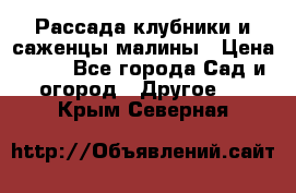 Рассада клубники и саженцы малины › Цена ­ 10 - Все города Сад и огород » Другое   . Крым,Северная